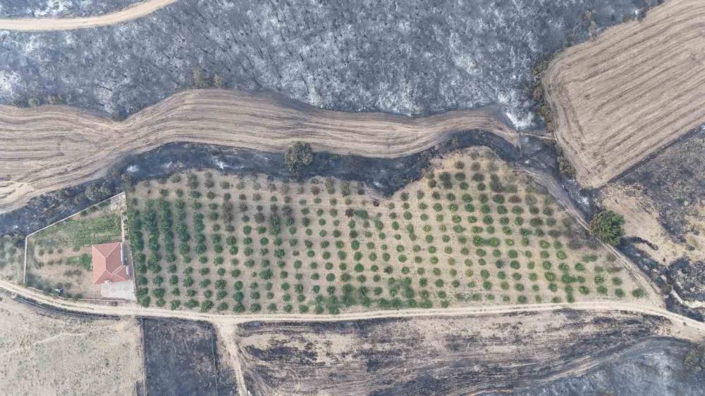 Çanakkale Yangınında Mucize Gibi Olay: Temizlenmiş Bahçe Yemyeşil Kaldı