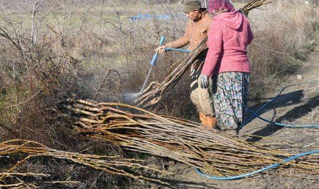 Lapseki Şeftalisi Fidanı Dünyaya İhraç Ediliyor